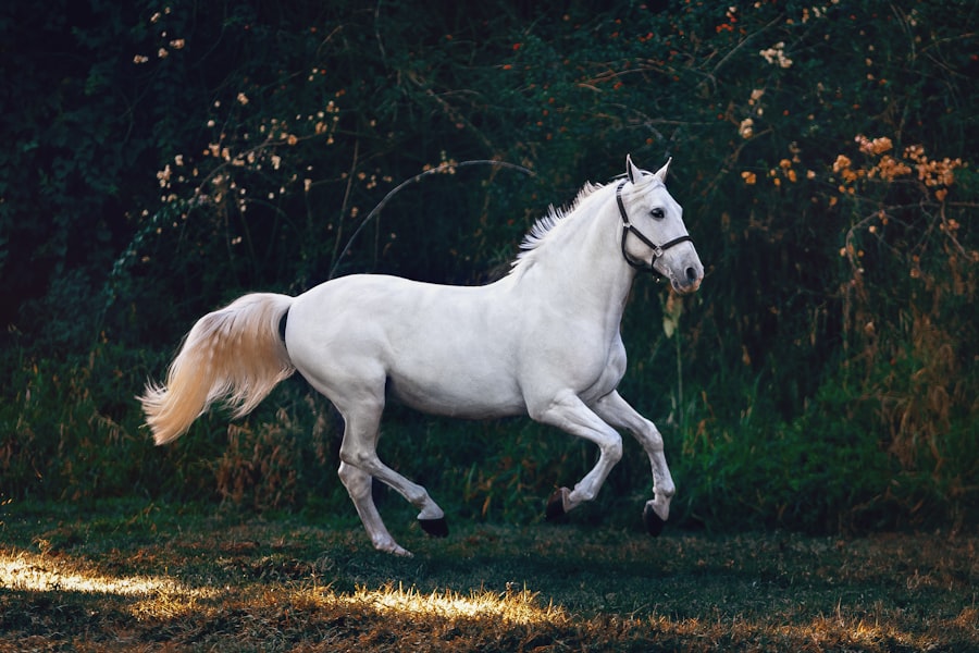 White horse galloping in a field